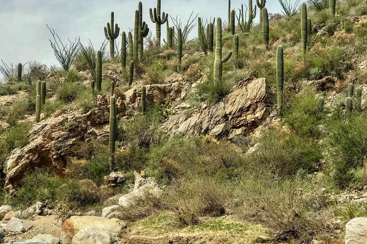 Redington Pass, near Tucson, AZ, with Saguaro cacti