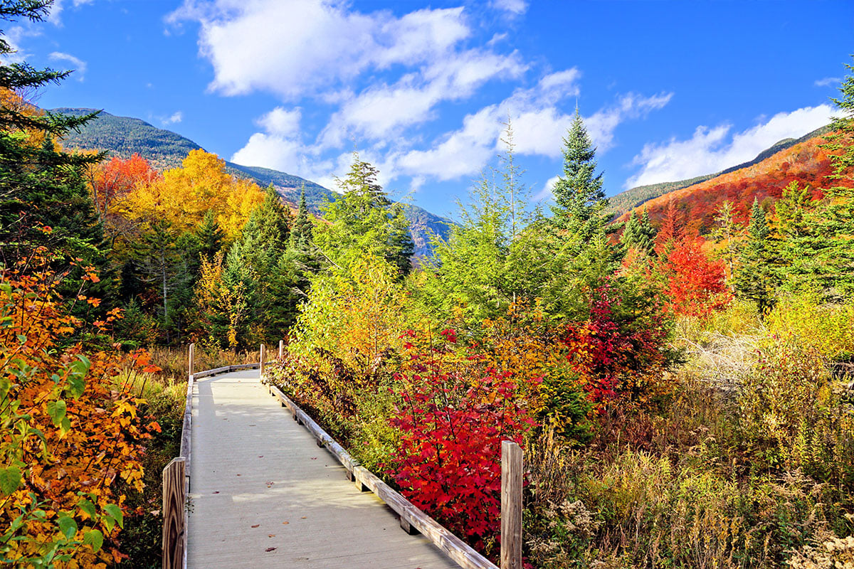Scenic hiking trail in Vermont with a boardwalk constructed through the trees.