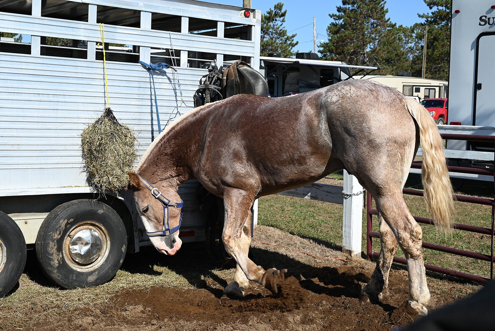 A horse beside an aluminum trailer at the Fryeburg Fair
