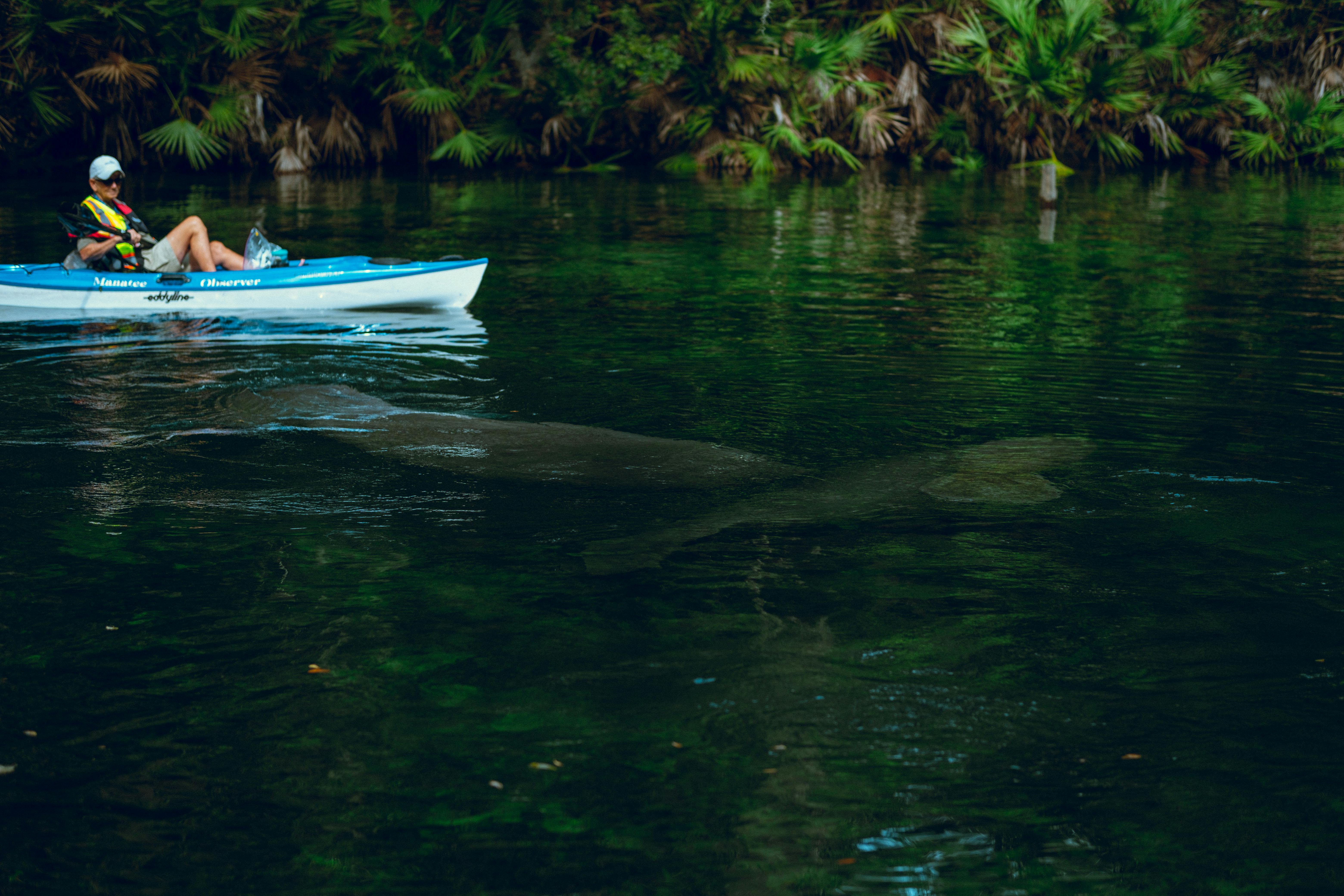 A man kayaking in clear Florida water near manatees - Photo by Connor Scott McManus