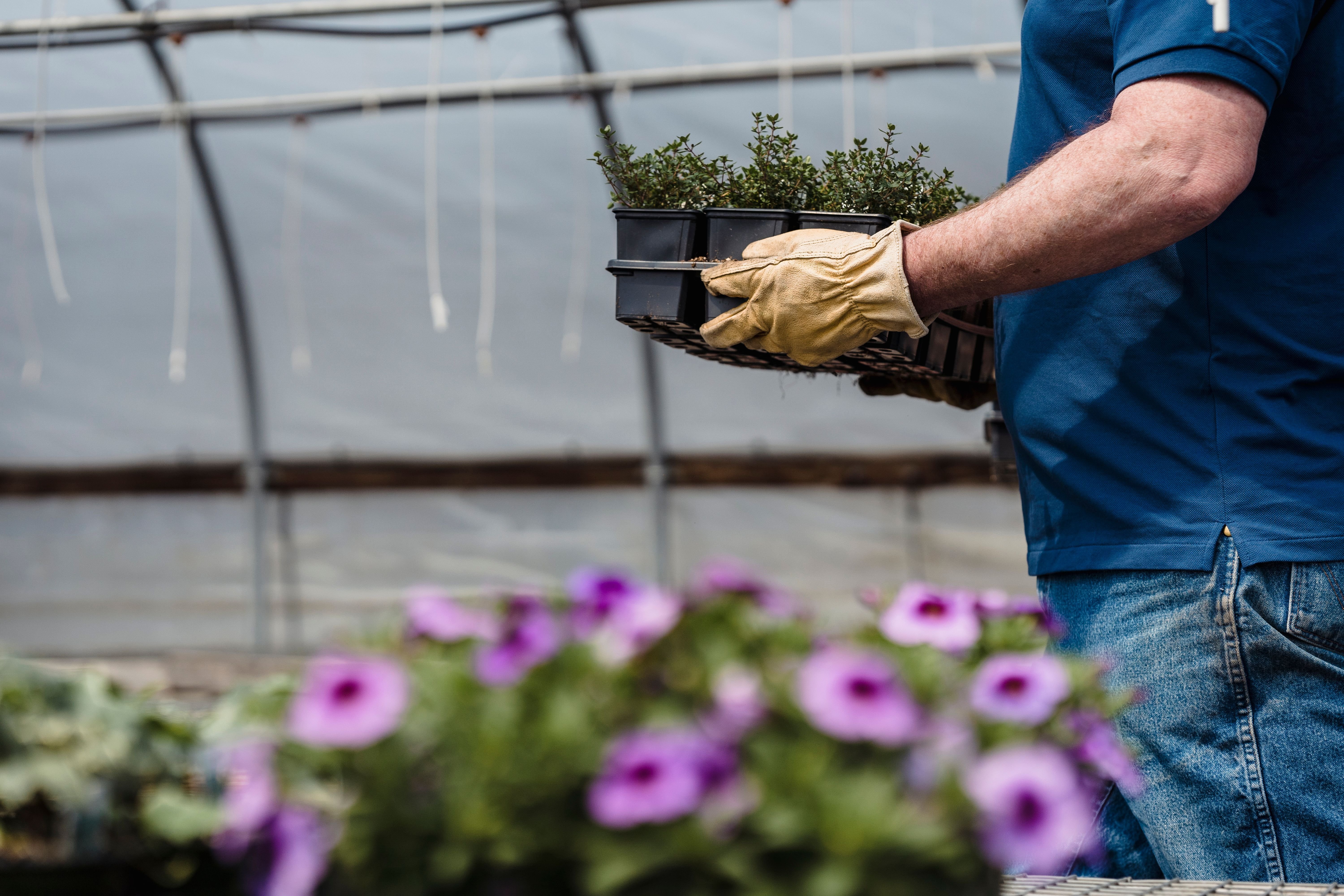A man preparing to move plants out of a greenhouse