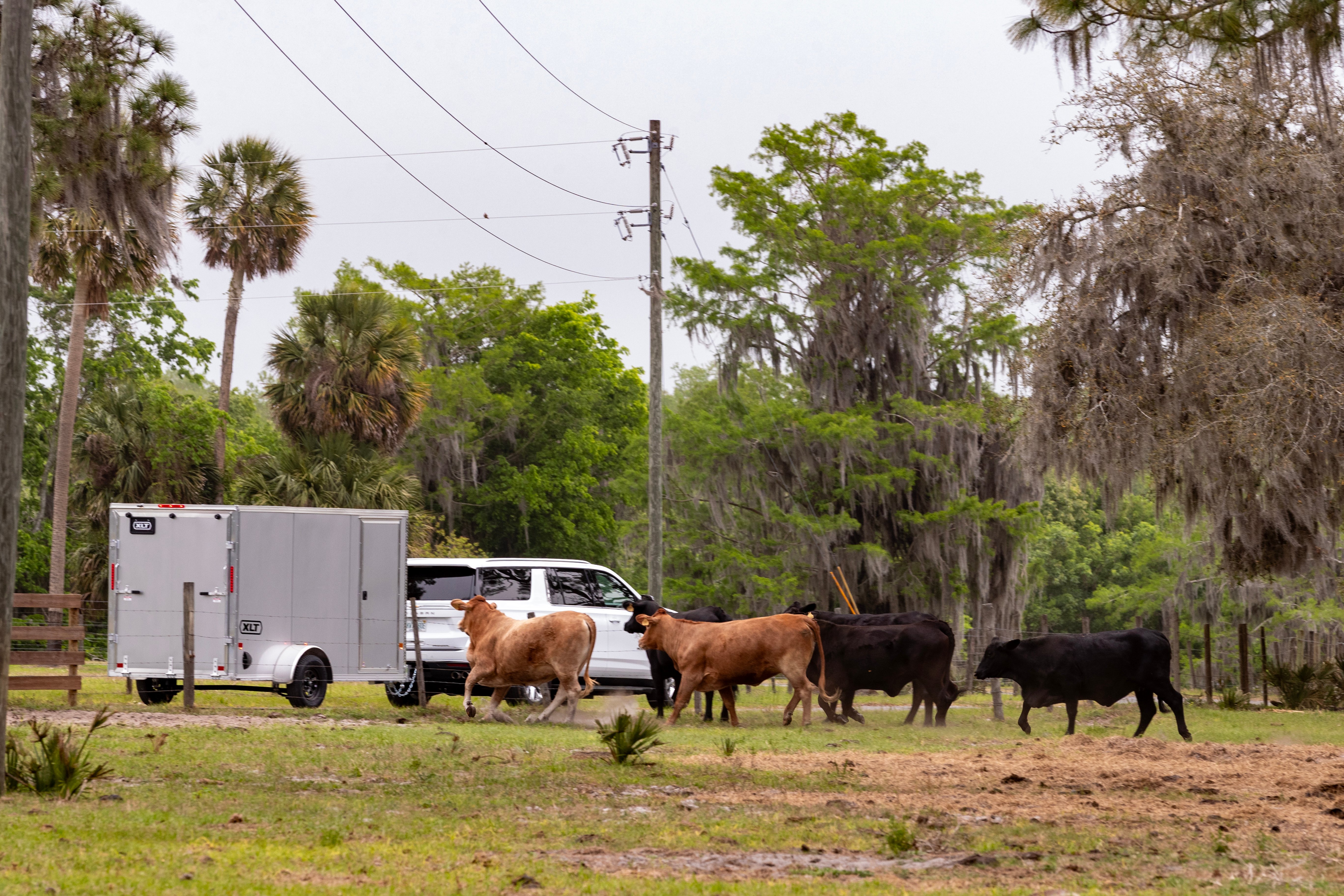 Enclosed aluminum cargo trailer towed on the farm past cows by a white SUV