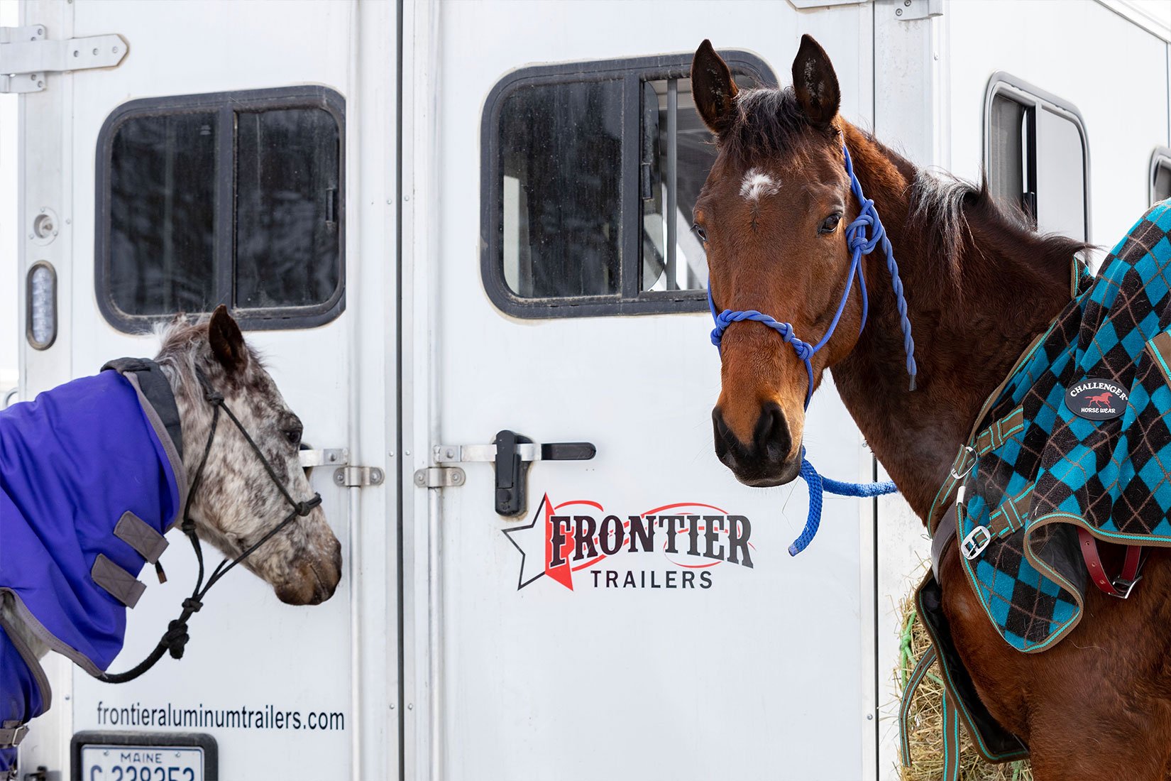 Two horses tied up securely at their all aluminum Frontier trailer