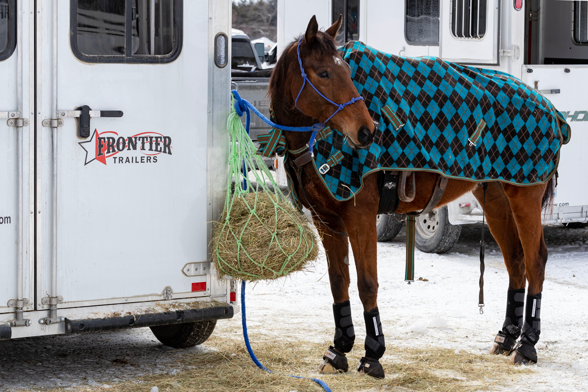 Strider Series bumper pull trailer parked at a skijor competition with a horse in a blanket standing beside it
